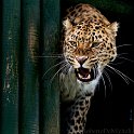 slides/IMG_4212.jpg wildlife, feline, big cat, cat, predator, fur, spot, amur, siberian, leopard, eye, mouth, fang, whisker, warning WBCW74 - Amur Leopard
